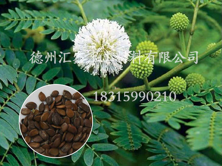 銀合歡