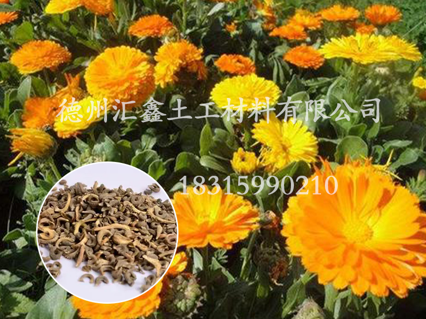 金盞菊