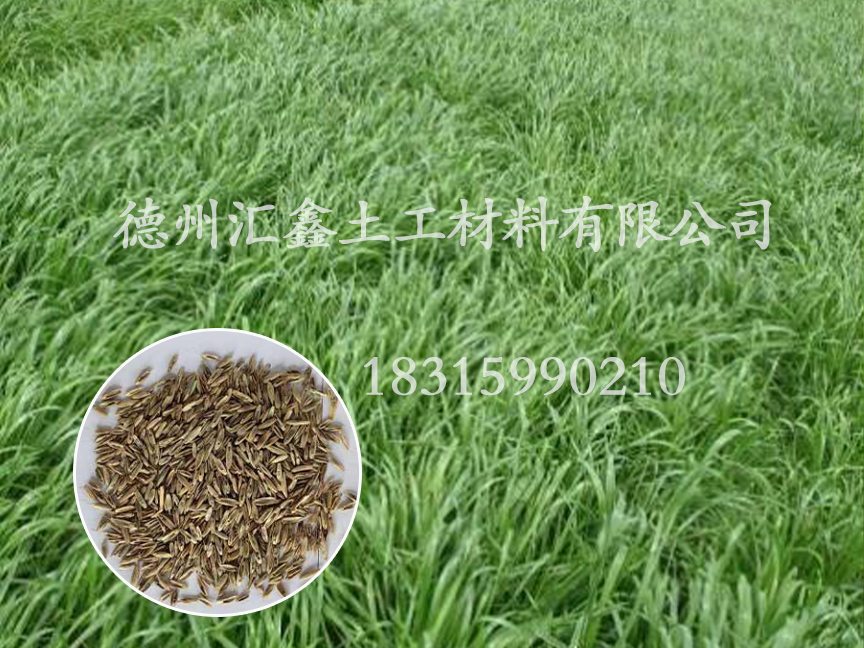 黑麥草