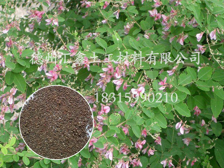 多花木蘭