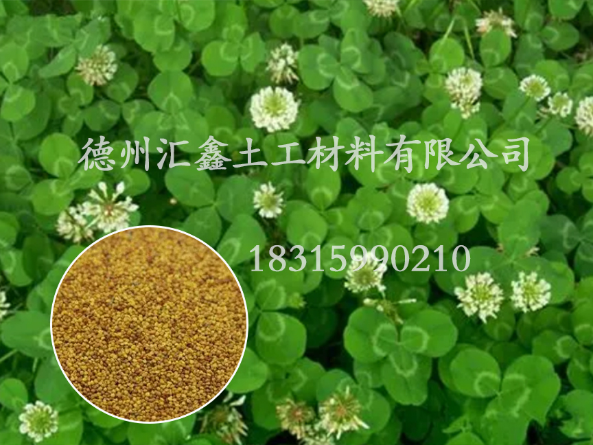 白三葉